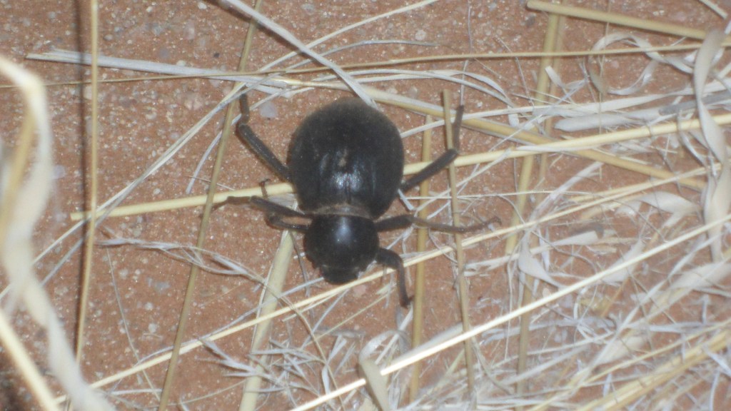 The magnificent black beetle
